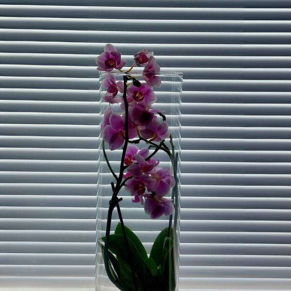 Osion sälekaihtimet