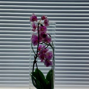 Osion sälekaihtimet