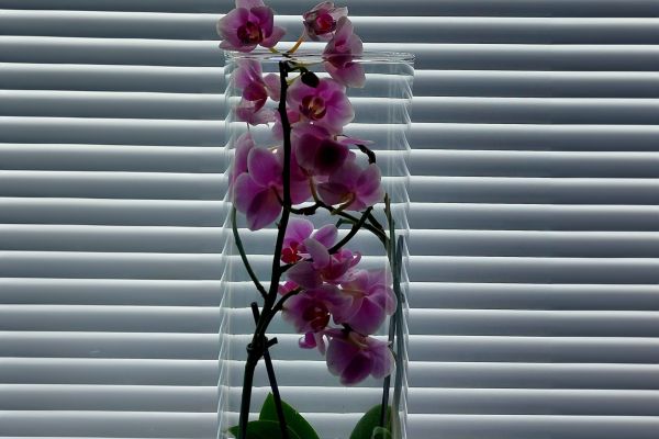 Osion sälekaihtimet