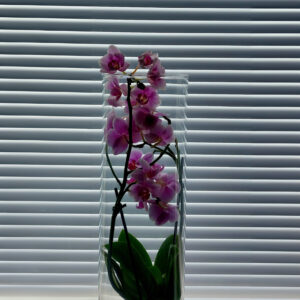 Osion sälekaihtimet